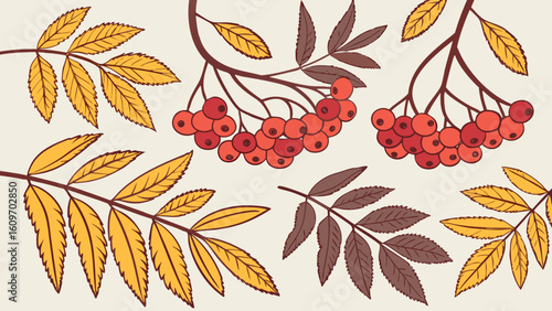 Autumn rowan berries and leaves isolated on white background