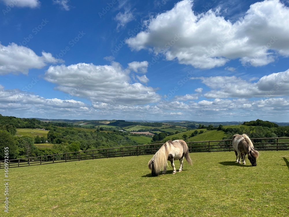 Fototapeta premium Ponies on Green Meadow at Pennywell Farm, Sunny Day in England