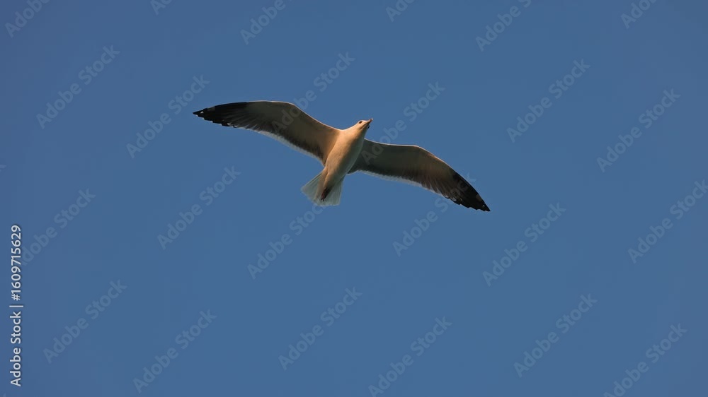 Graceful seagull soaring in clear blue sky, captured in golden sunlight. Peaceful and inspiring nature scene perfect for travel, freedom, and wildlife concepts. Wildlife in slow motion 120fps. Graceful seagull soaring in clear blue sky, captured in golden sunlight. Peaceful and inspiring nature scene perfect for travel, freedom, and wildlife concepts. Wildlife in slow motion 120fps.