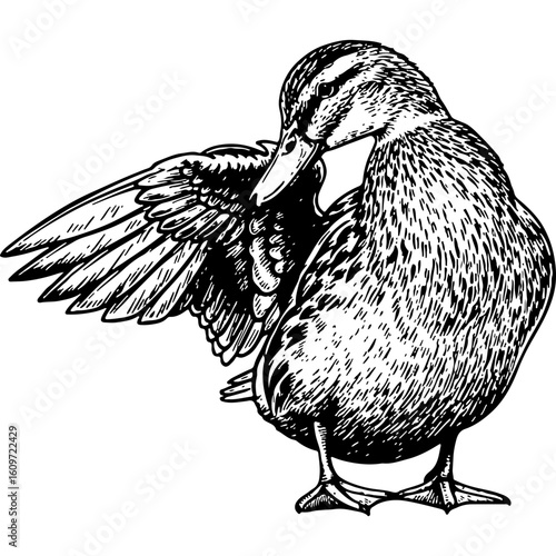 Rustic Woodcut Style Duck Illustration, detailed hand-drawn engraving of a waterfowl preening its wing. Black & white art.