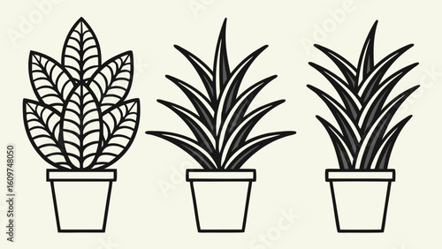 Collection of various potted house plants silhouette set in graphic illustration style black and white