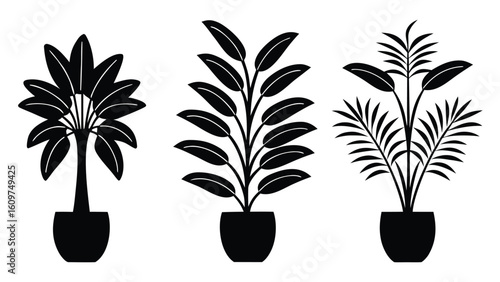 Collection of various potted house plants silhouette set in graphic illustration style black and white