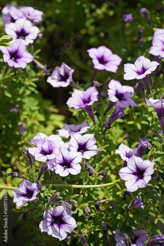 
Petunia surfinia lilac flowers composition plant nature flora Bulgaria