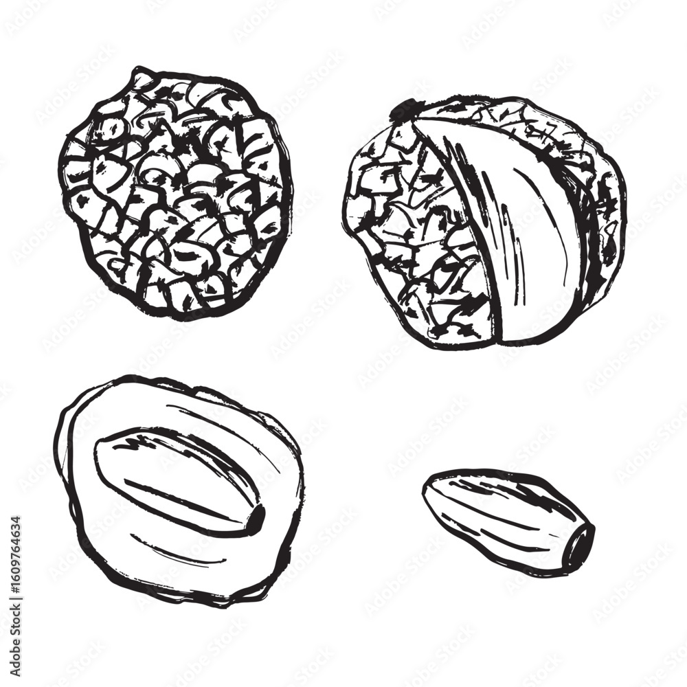 Fototapeta premium Lychee fruit in black brush stroke texture isolated on white background. Hand drawn vector sketch illustration in vintage charcoal ink. Tropical fruit design, package, asian tree