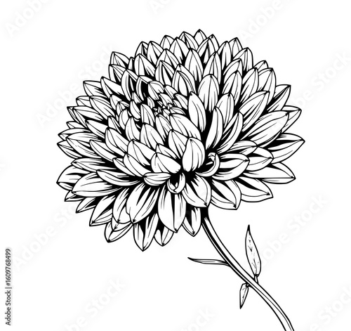 Dahlia Bloom: A detailed monochrome line art illustration depicts a lush dahlia flower, showcasing its intricate petals and elegant stem.