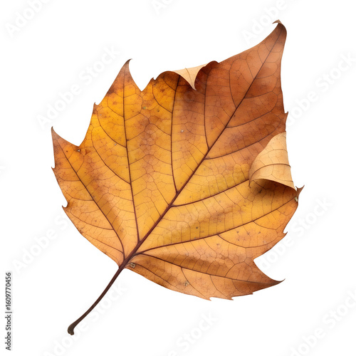 Wallpaper Mural Autumnal leaf on black backdrop still Torontodigital.ca