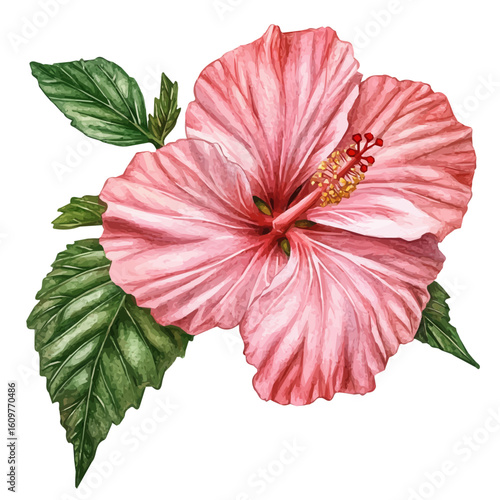 A hand-drawn illustration painting of a hibiscus flower set in soft watercolor style, featuring delicate brush strokes, isolated on a white background, artistic, painted design, EPS format, flower set