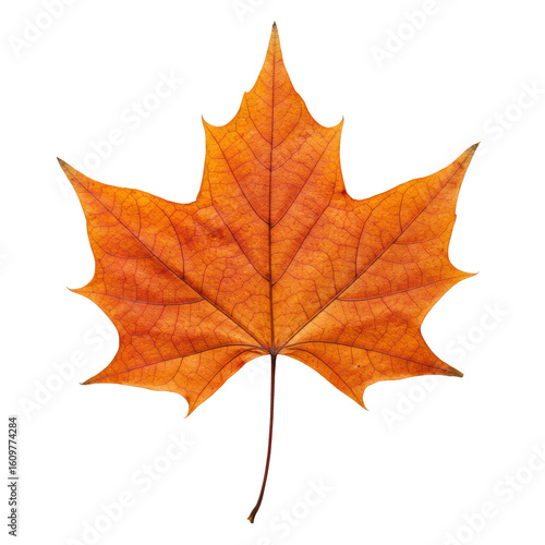 Wallpaper Mural A single, perfectly preserved dried maple leaf with vibrant fiery red and golden orange autumn colors, intricate veins, on a transparent background, professional studio macro shot, ideal for Torontodigital.ca