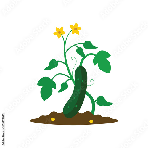 A colorful healthy cucumber plant growing in soil vector art illustration