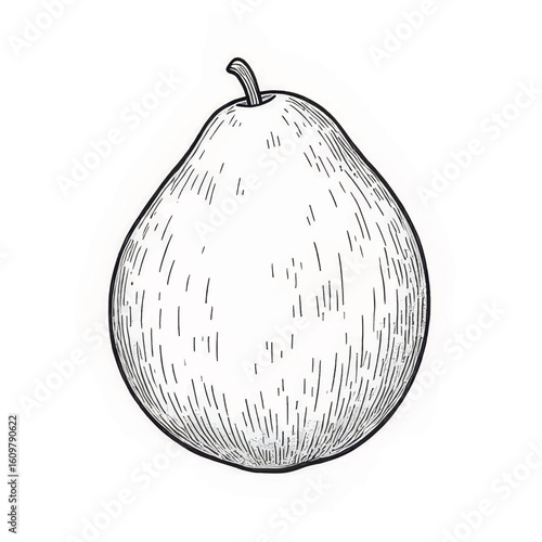 Hand-drawn pear illustration on white background  