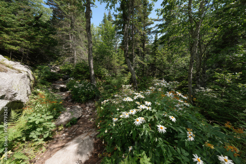 explore breathtaking summer landscapes across  canadian cities showcasing serene natural beauty