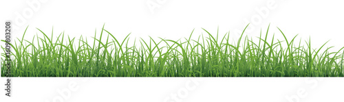 Grass Isolated With White Background