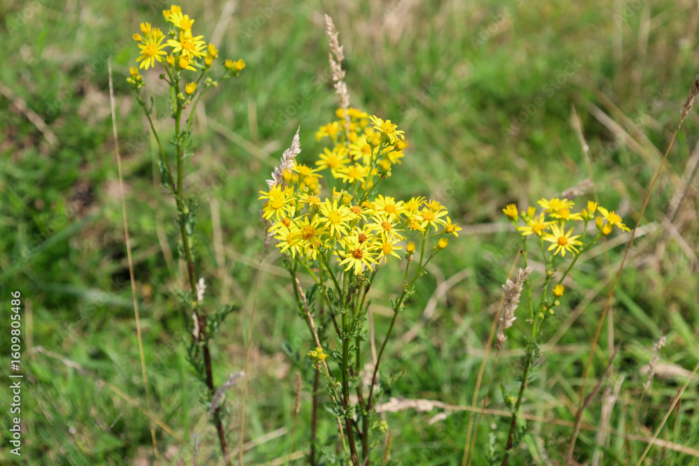 Several stems of bright yellow wildflowers bloom amidst green grass, creating a lively and sunny accent in the natural landscape. The blurred background emphasizes their beauty and delicacy. Several stems of bright yellow wildflowers bloom amidst green grass, creating a lively and sunny accent in the natural landscape. The blurred background emphasizes their beauty and delicacy.