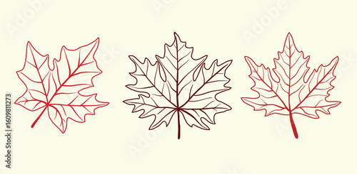 Collection of simplicity maple leaf freehand drawing flat design vector