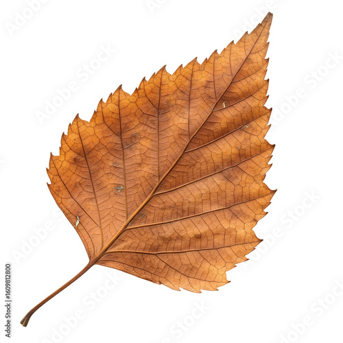 Wallpaper Mural A single dried brown autumn leaf showcasing intricate veins and serrated edges, isolated on a clean white background. Torontodigital.ca