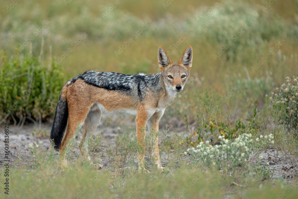 Fototapeta premium Black-backed jackal searching for food in Etosha National Park in Namibia