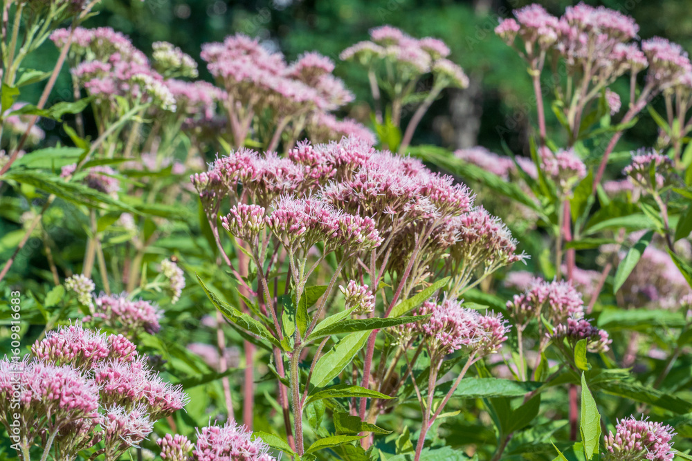 Obraz premium Eupatorium cannabinum, commonly known as hemp-agrimony, or holy rope. Flowering plant.