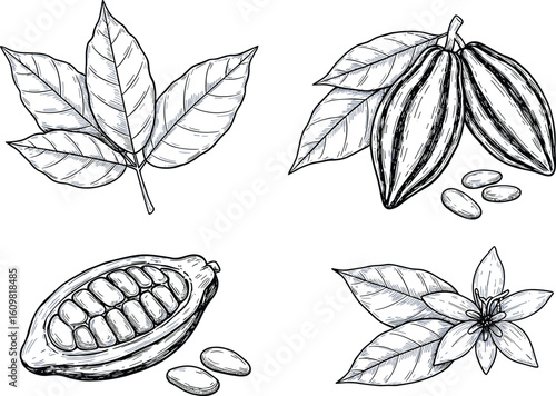 Vintage cocoa plant illustration with cacao pods, leaves, beans, and flower. Hand-drawn botanical sketch for chocolate, tropical agriculture, food packaging, or nature design.