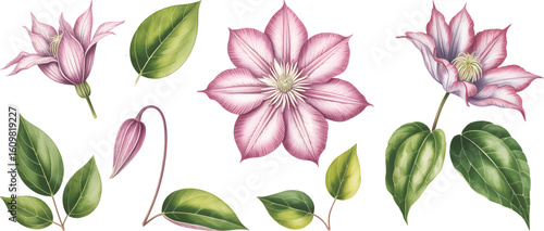 Clematis blossoms watercolor flower. Soft watercolor clematis petals on isolated white background.