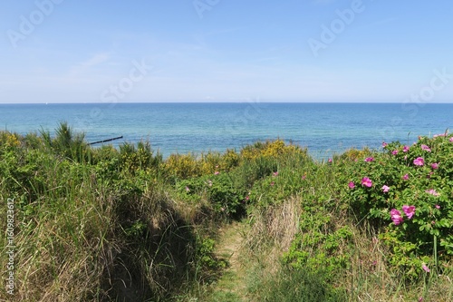 Wallpaper Mural Oberhalb der Ostseeküste in Wustrow auf der Halbinsel Fischland wachsen Hundsrosen, die nun im Juni blühen. Im Hintergrund ist die Ostsee an diesem sonnigen Sommertag zu sehen Torontodigital.ca
