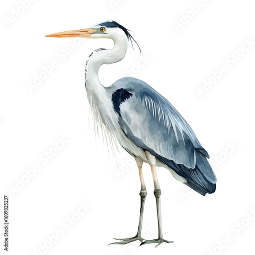 Photos A hand-drawn illustration painting of a heron bird set in soft watercolor style,