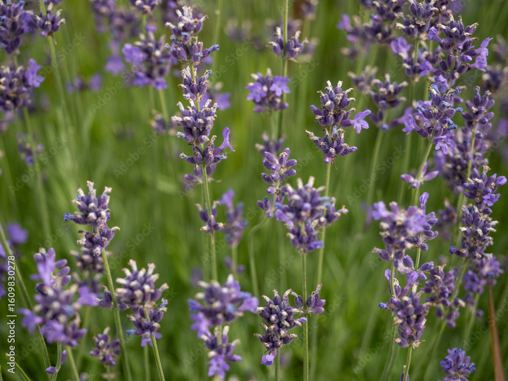 Obraz premium Close-Up of Purple Lavender Blossoms in a Vibrant Garden Setting.