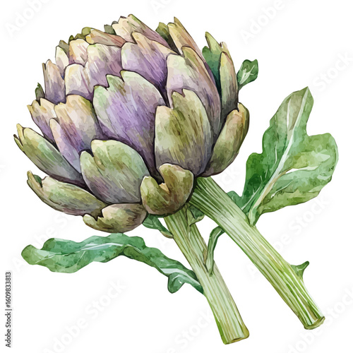 A hand-drawn illustration painting of an artichoke set in soft watercolor style, featuring delicate brush strokes, isolated on a white background, artistic, painted design, EPS format, set