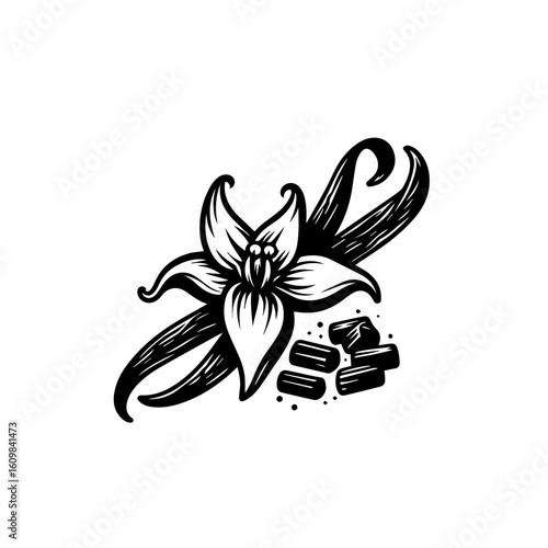 Vanilla Bean Flower and Pods Illustration.
