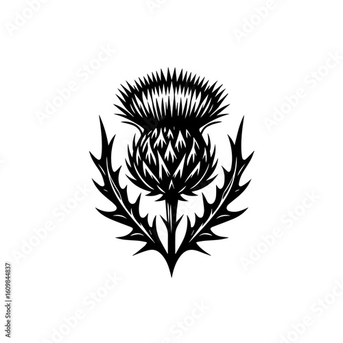 Black Silhouette of a Thistle Flower.