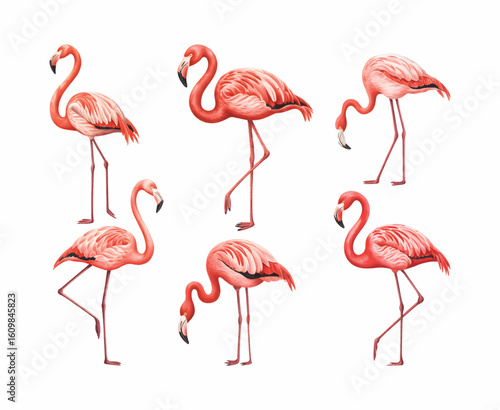 Watercolor study of flamingos in standing, walking, and bending positions. Watercolor flamingo vector Illustration.