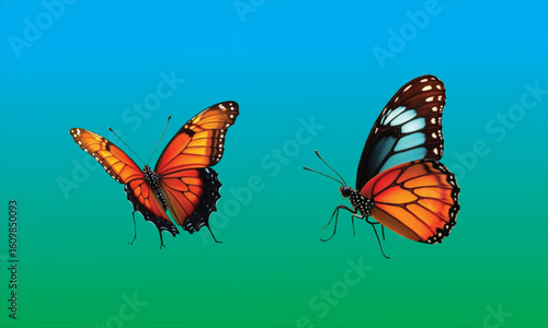 Beautiful Butterfly picture  
