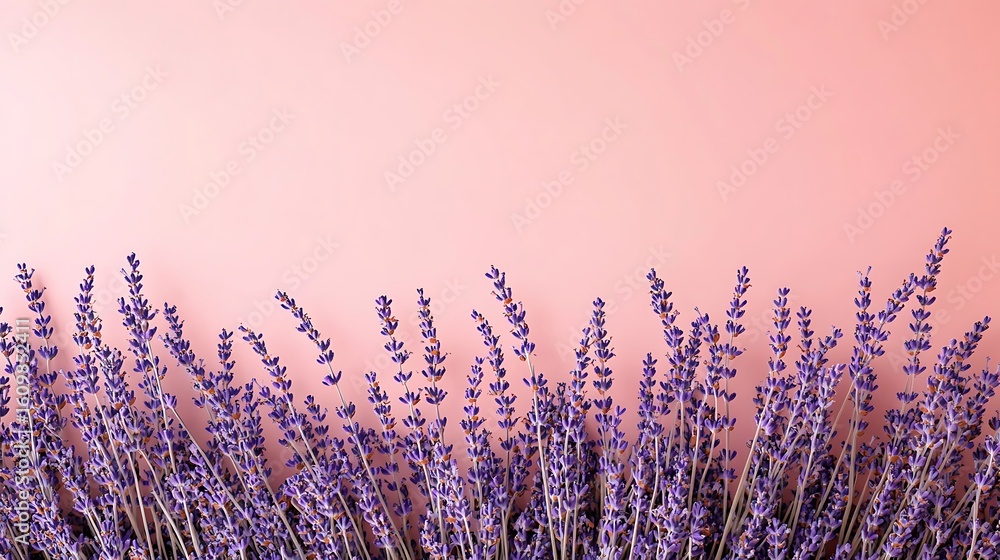 Fototapeta premium lavender flowers in the sun
