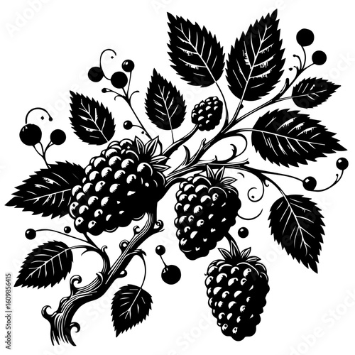 Black and White Blackberry Branch with Leaves.