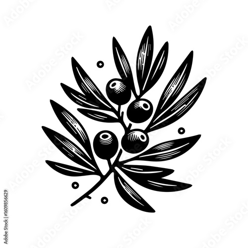 Black and White Olive Branch with Berries.