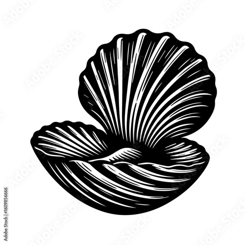 Black and White Scallop Shell Illustration.