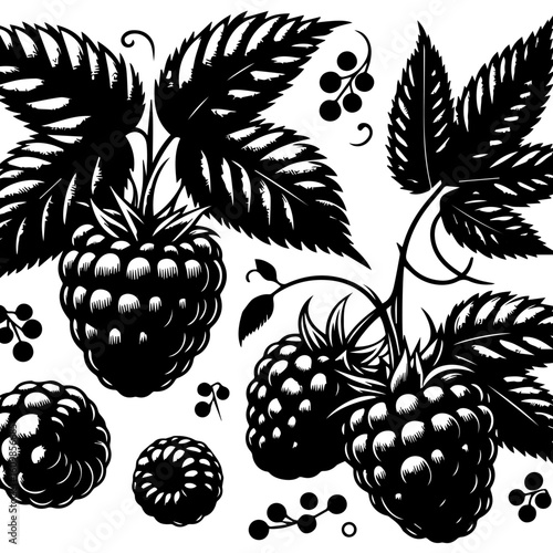 Black and White Raspberry and Leaf Illustration 1.