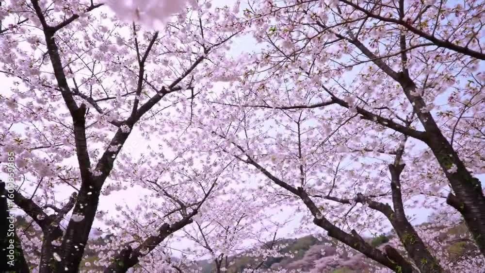 Delicate Cherry Blossoms Bloom in Gentle Spring Breeze, Creating a Serene Natural Spectacle Delicate Cherry Blossoms Bloom in Gentle Spring Breeze, Creating a Serene Natural Spectacle