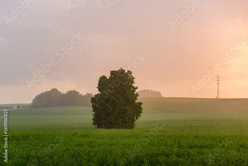 misty morning in the field