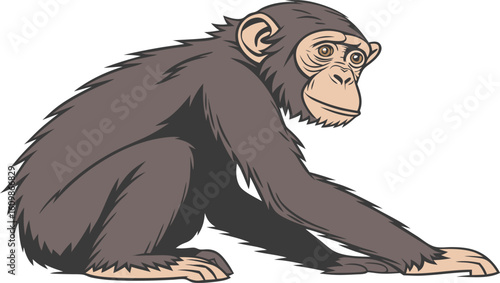 animal mammal zoo wild wildlife black nature face portrait isolated looking pan troglodytes creature white background sitting young fur white animals endangered baby mouth