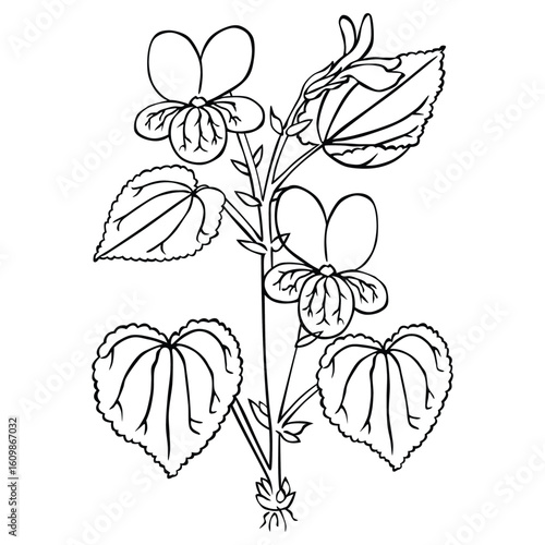 Continuous line art drawing of african violet flowering plant | Premium AI-generated vector design