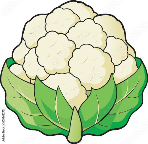 A vibrant illustration of a whole cauliflower with green leaves, presented isolated on a clean white background.
