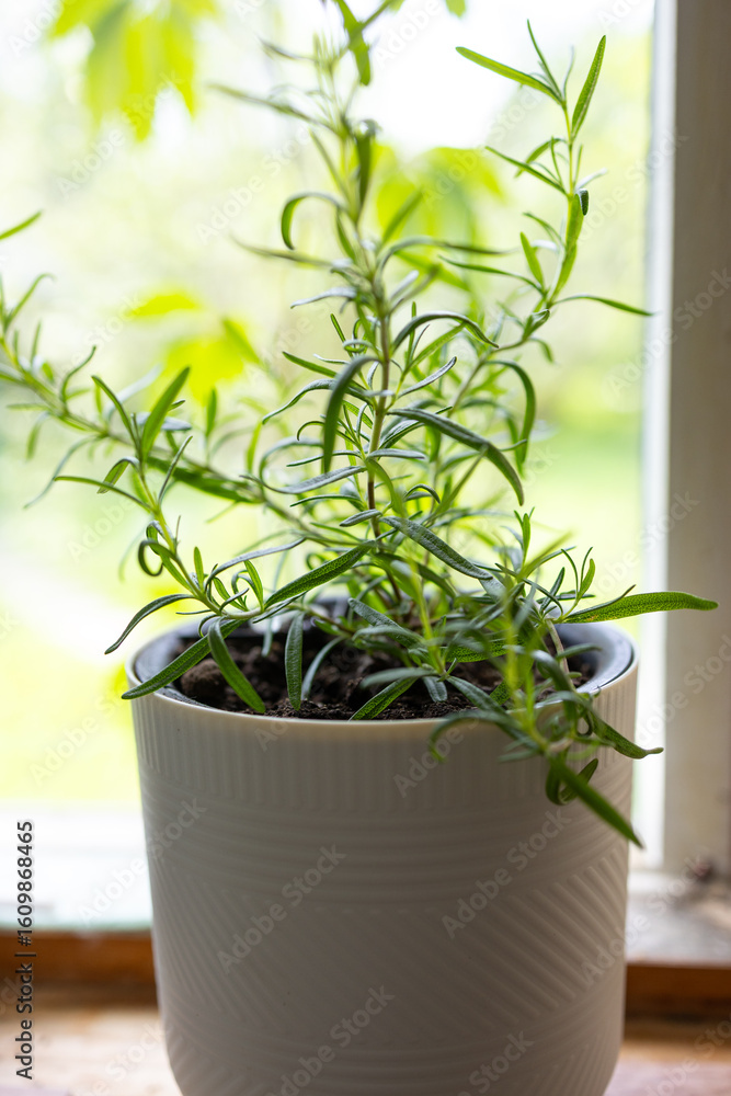 Obraz premium Lavender flowers grow in a white pot on a wooden windowsill. Next to the pot is a decorative jug with an image of lavender.
