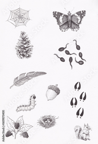 Pen and ink illustration of various nature elements