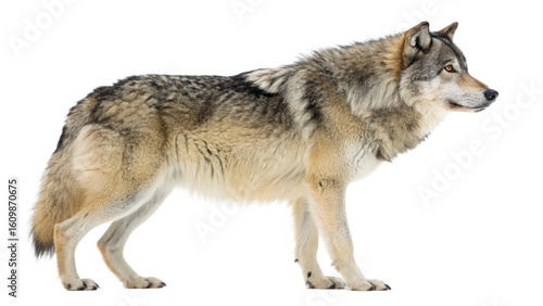 Wolf animal wildlife nature predator canine mammal gray wolf wild dog standing isolated full body shot