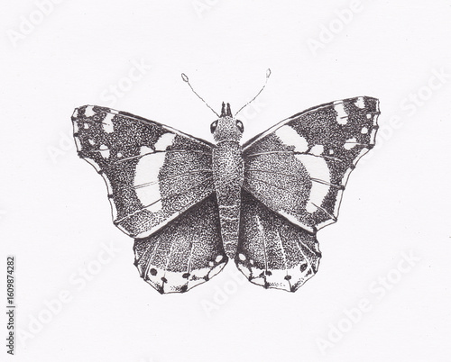 Pen and ink illustration of a red admiral butterfly
