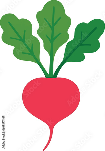 Flat vector radish with bright red root and leafy green top