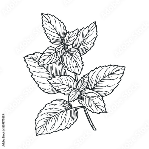 Botanical illustration of mint leaves for culinary design projects