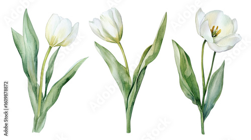 Watercolor illustration for spring cards, packaging, and floral branding isolated on transparent background 
