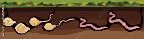 Life cycle of earthworm from juvenile earthworm hatching from cocoon to adult worm for biology lessons
