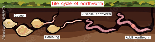 Life cycle of earthworm from juvenile earthworm hatching from cocoon to adult worm for biology lessons